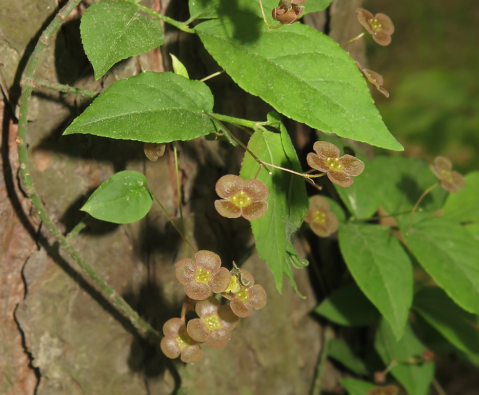 Изображение особи Euonymus verrucosus.