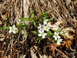 Pseudostellaria rigida. Цветущие растения. Приморье, Партизанский р-н, мыс Лапласа, лес на побережье. 26.04.2015.