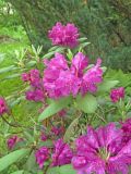 Rhododendron catawbiense. Верхушки ветвей с соцветиями. Владивосток, Ботанический сад-институт ДВО РАН. 13 июня 2016 г.
