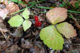 Rubus saxatilis