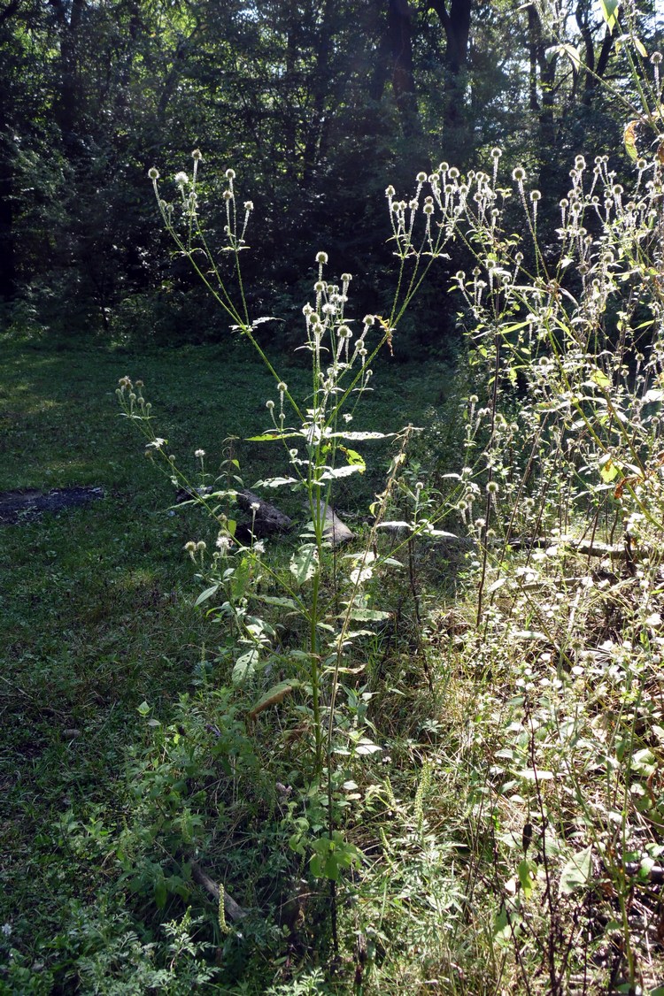 Image of Dipsacus pilosus specimen.