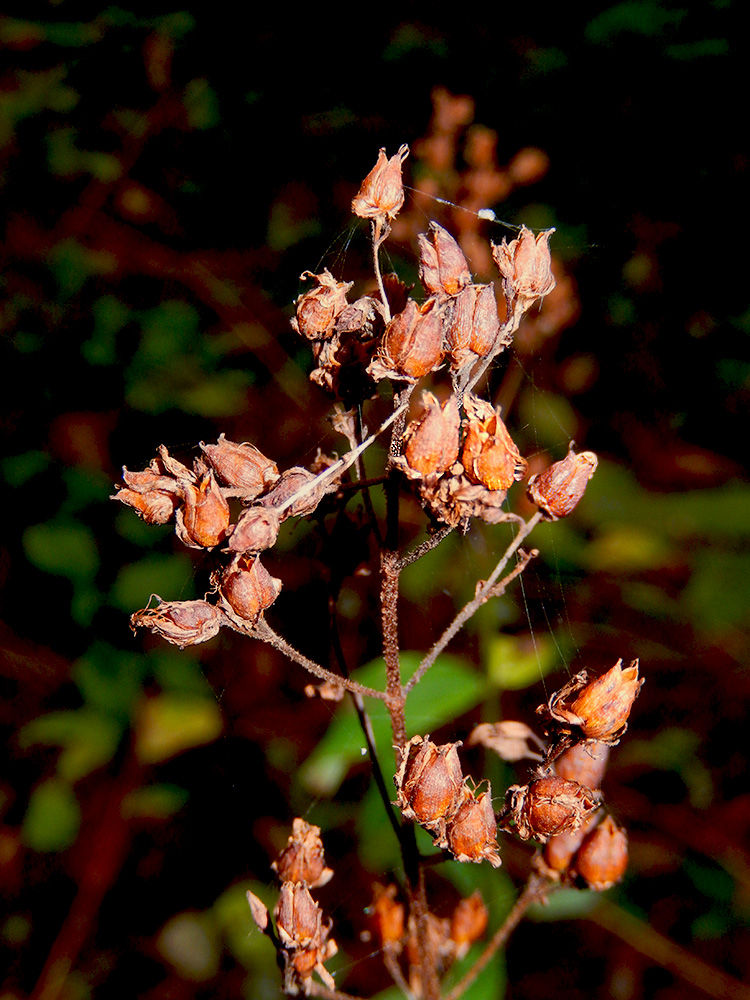 Изображение особи Hypericum hirsutum.