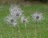 Pulsatilla regeliana. Верхушки побегов с плодами. Иркутская обл., Шелеховский р-н, окр. с. Шаманка, луг близ устья р. Куйтун. 07.06.2016.