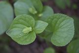 Viola mirabilis