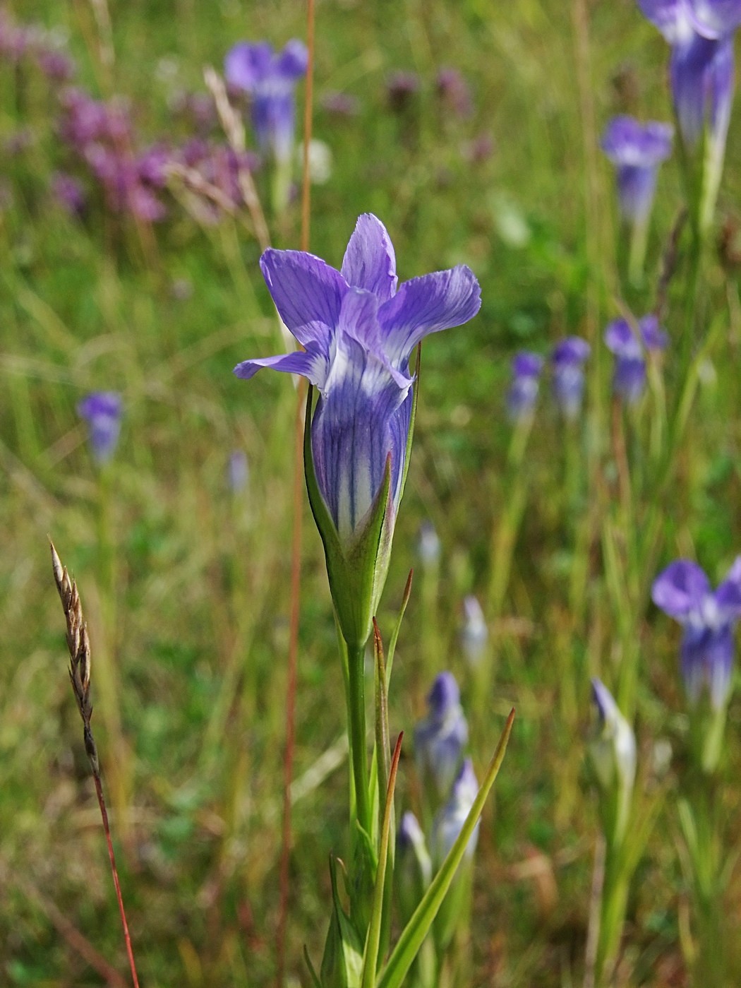 Изображение особи Gentianopsis barbata.