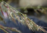 Calamagrostis pseudophragmites