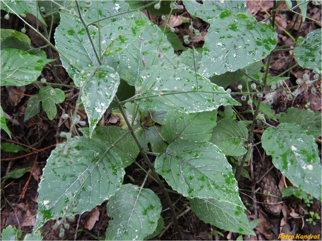 Image of Circaea lutetiana specimen.