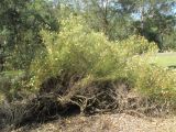 Grevillea intricata