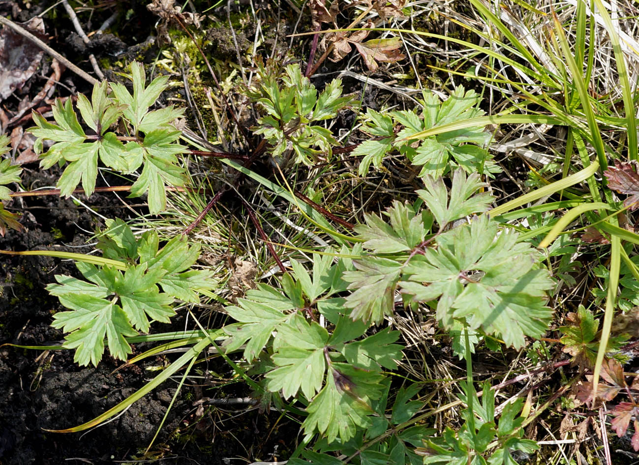 Image of Pulsatilla ajanensis specimen.