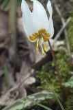 Erythronium caucasicum. Цветок. Краснодарский край, Адлерский р-н, Ахштырское ущелье, широколиственный лес. 12.03.2019.