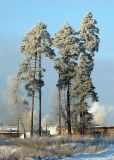 Pinus sylvestris. Взрослые деревья, покрытые инеем. Чувашия, окрестности г. Шумерля. 6 января 2008 г.
