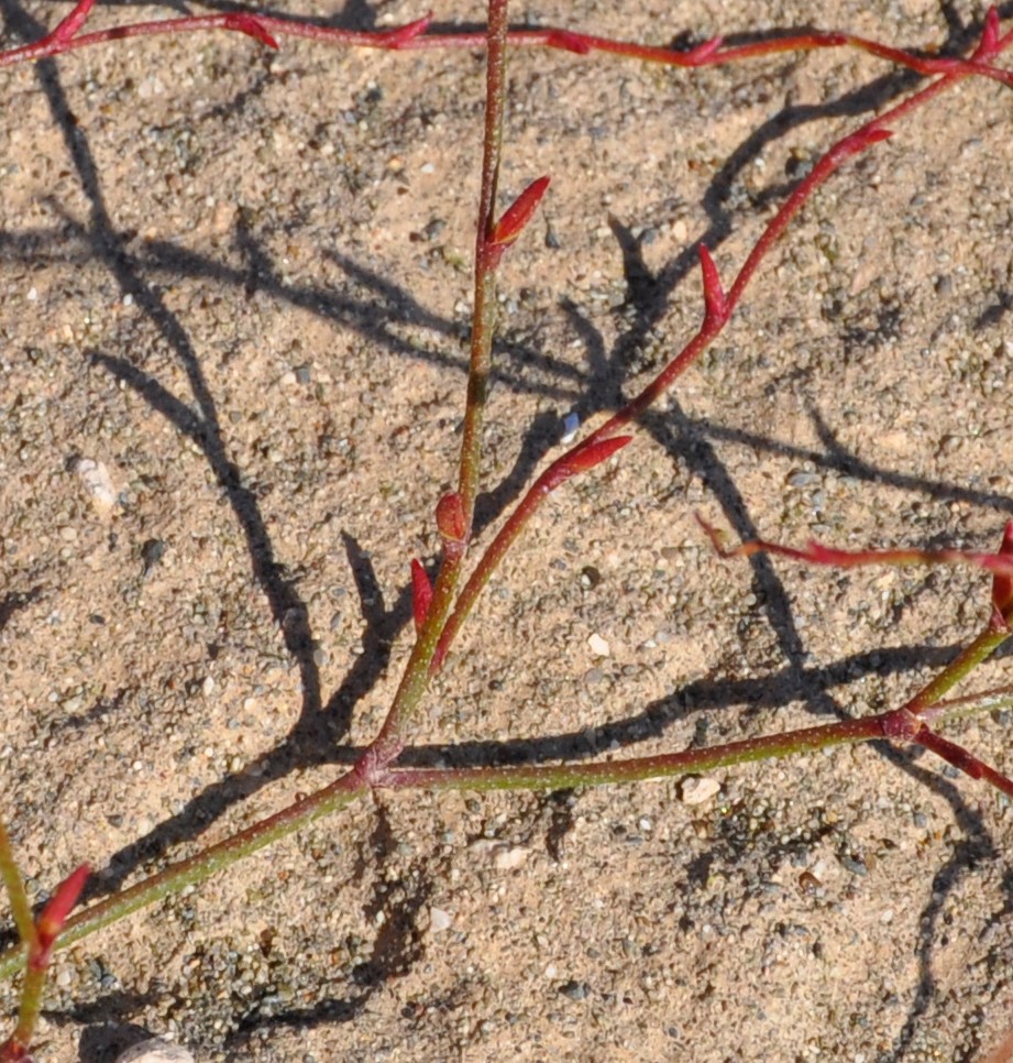 Image of Limonium echioides specimen.