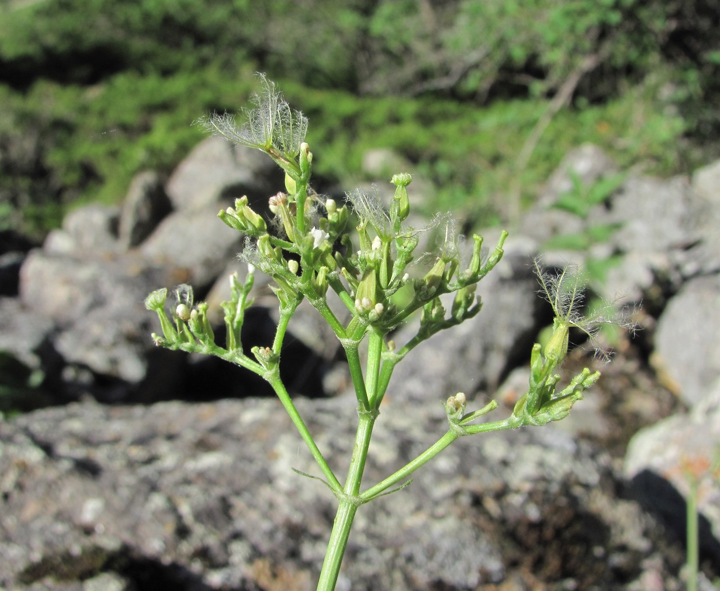 Изображение особи Valeriana cardamines.