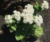 Ageratum houstonianum