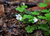 Oxalis acetosella