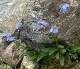 Myosotis alpestris