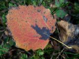 Populus tremula. Опавший лист в осенней окраске. Московская обл., Талдомский р-н, смешанный лес. 03.10.2020.