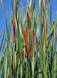 Typha angustifolia