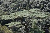 Cedrus libani ssp. brevifolia