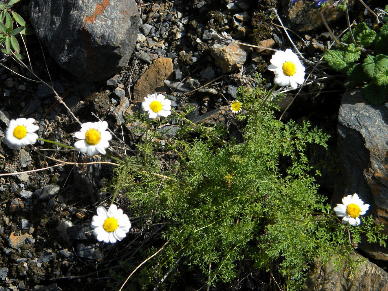 Изображение особи Pyrethrum abrotanifolium.