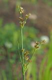 Juncus articulatus