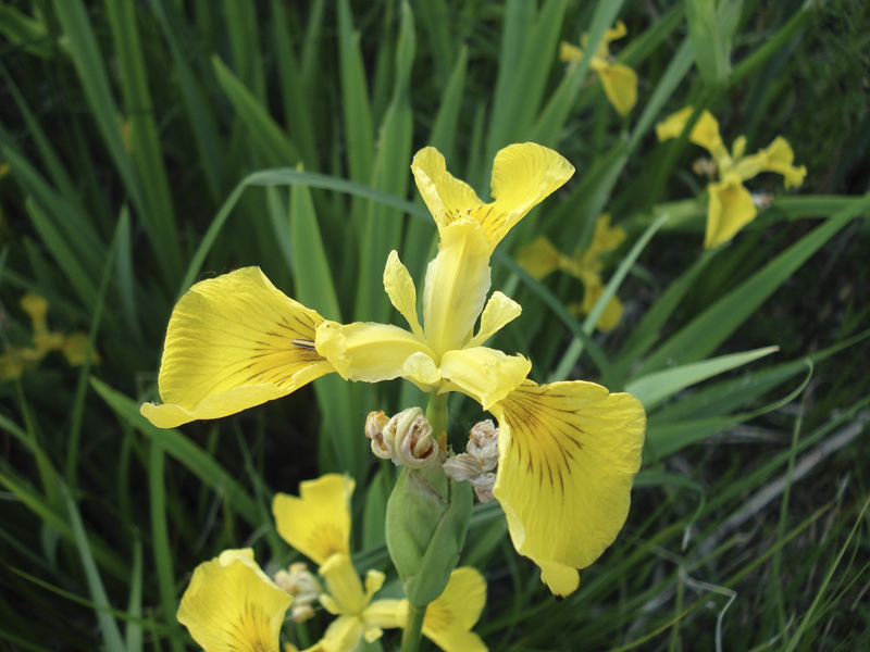 Изображение особи Iris pseudacorus.