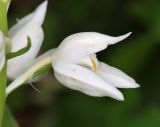 Cephalanthera caucasica. Цветок. Дагестан, Табасаранский р-н, окр. с. Татиль, просвет в буковом лесу. 8 мая 2022 г.