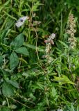 Sanguisorba tenuifolia