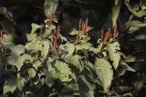 Mallotus philippensis. Ветви с соплодиями и листьями. Индия, штат Уттаракханд, округ, Найнитал, Jim Corbett National Park. 02.12.2002.