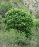 Acer turkestanicum