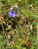 Platycodon grandiflorus. Верхушка цветущего растения. Приморье, Партизанский р-н, мыс Клыкова, приморский луг. 30.07.2021.