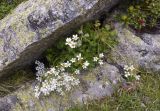 Saxifraga geranioides