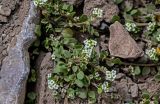 Taphrospermum altaicum