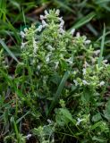 Stachys pubescens. Верхушки побегов с соцветиями. Грузия, Имеретия, г. Кутаиси, у дороги. 14.06.2023.