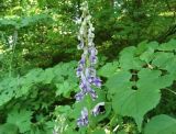 Aconitum septentrionale. Соцветие (листья справа – Tilia cordata). Нижегородская обл., г. Арзамас, окр. спортбазы \"Снежинка\", широколиственный (дубово-липовый) лес, внизу склона оврага, вблизи пруда. 14.06.2020.