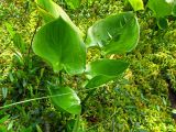 Calla palustris