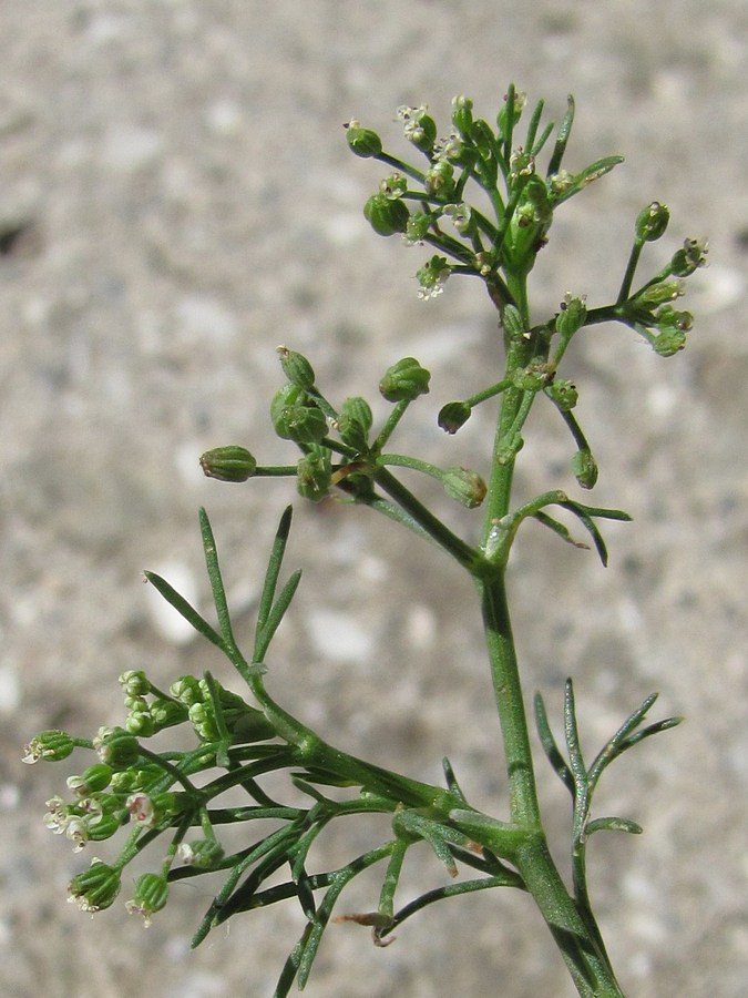 Изображение особи Cyclospermum leptophyllum.