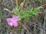 Epilobium villosum. Верхушка побега с цветком. Крым, Байдарская долина, пос. Орлиное, у дороги. 1 сентября 2012 г.