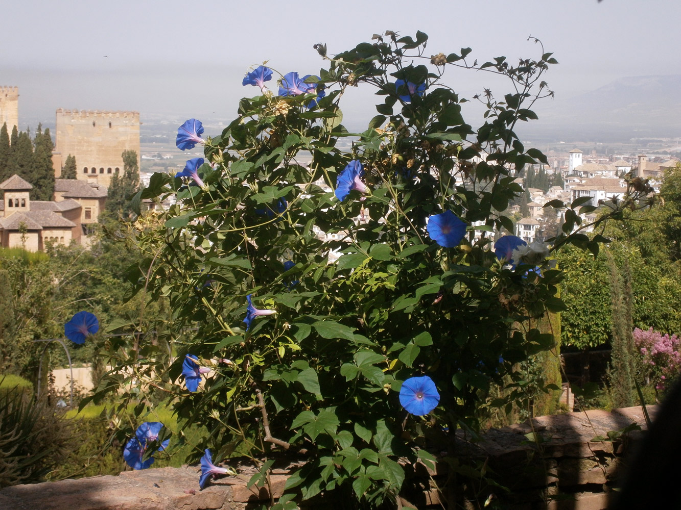 Изображение особи Ipomoea indica.