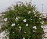 Solanum laxum. Цветущее растение. Нидерланды, г. Venlo, \"Floriada 2012\". 11.09.2012.