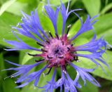 Centaurea montana. Соцветие. Ярославская обл., Некоузский р-н, дер. Рогопивец, заброшенный огород. 31.05.2012.