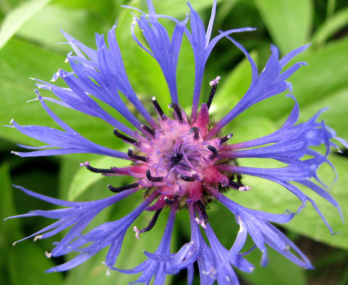 Изображение особи Centaurea montana.