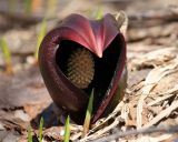 Symplocarpus renifolius