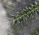 Pennisetum alopecuroides