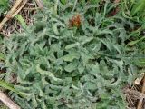 Cirsium kamtschaticum. Прикорневые и молодые нижние стеблевые листья. Камчатский край, Усть-Большерецкий р-н, в 16 км на Ю-В от пос. Апачи, Апачинские термальные источники. 10.05.2013.