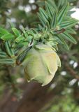 Juniperus drupacea. Незрелая шишка (мегастробил). Крым, Ялта, парк Министерства обороны, в культуре. 4 июля 2013 г.