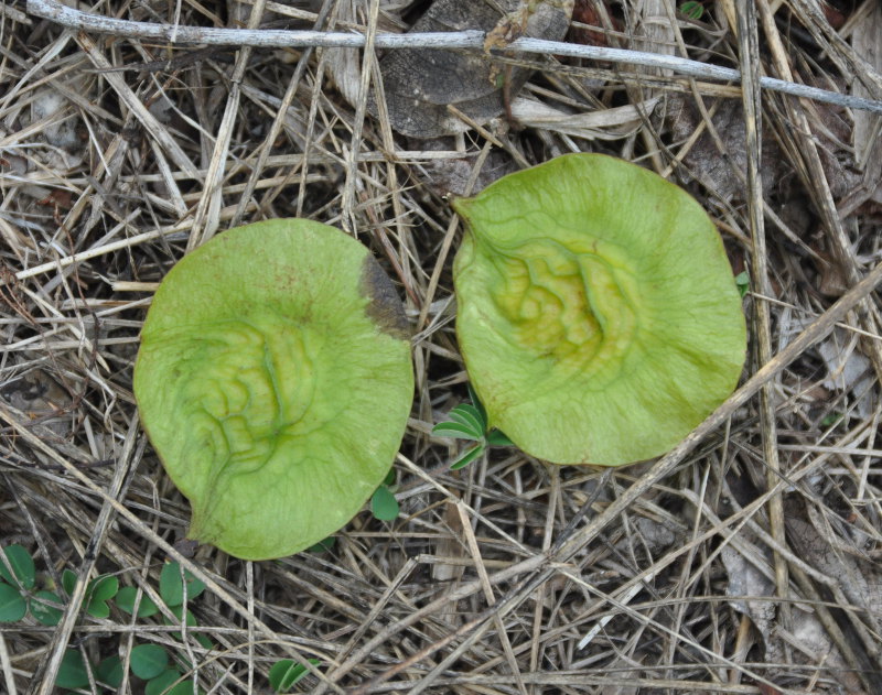 Изображение особи Pterocarpus indicus.