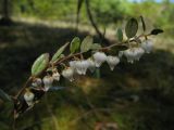 Chamaedaphne calyculata