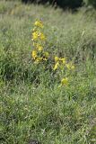 Hypericum elongatum