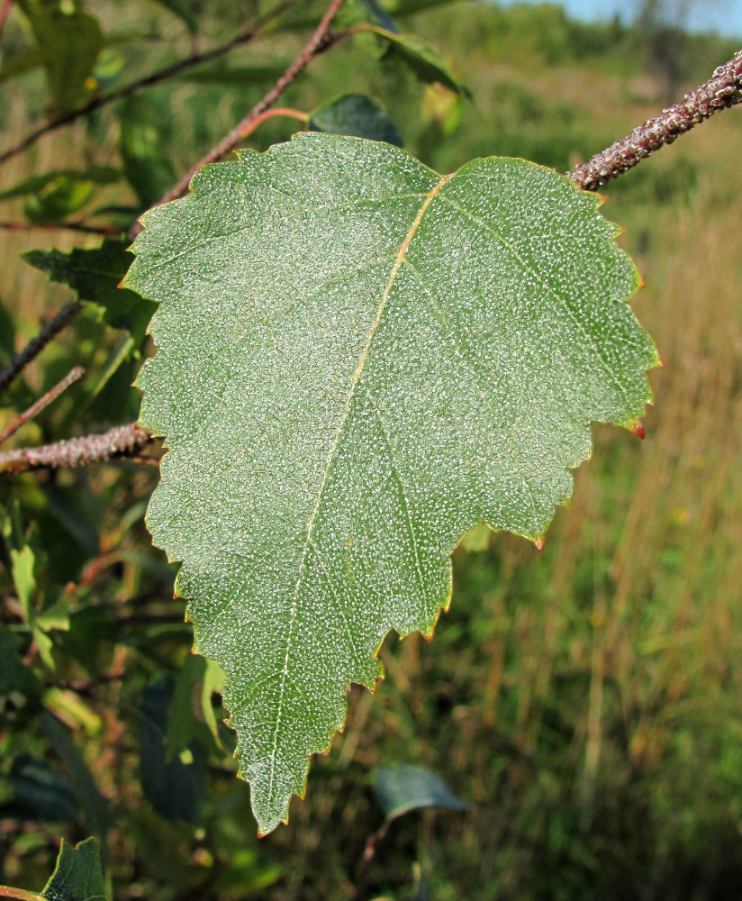 Изображение особи Betula pendula.